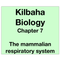 Biology Chapter 7 - The Mammalian Respiratory System